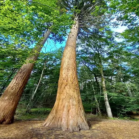 Chalet, Semesterbostad Wendorf (Kuhlen-Wendorf)