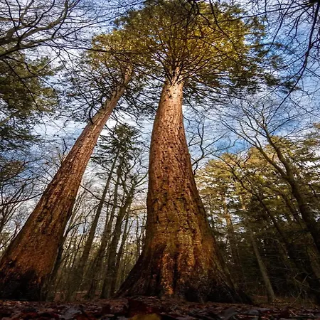Semesterbostad Chalet,
